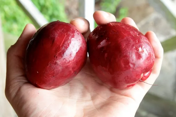 Malay_Apple_Plant_&_Tree