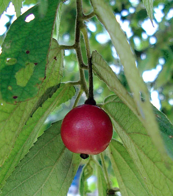 Jamaican_Grafted_Cherry_Sweet_Fruit_1.5-3.5_Ft_Hybrid_Plant