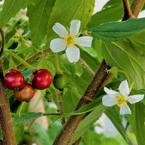 Jamaican_Grafted_Cherry_Sweet_Fruit_1.5-3.5_Ft_Hybrid_Plant