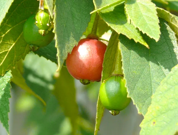 Jamaican_Grafted_Cherry_Sweet_Fruit_1.5-3.5_Ft_Hybrid_Plant
