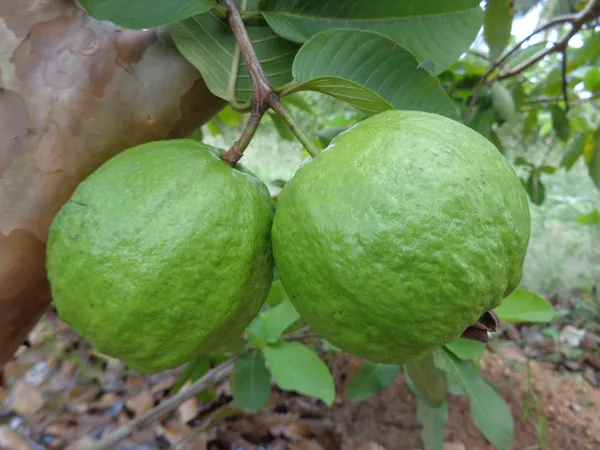 Guava_Hybrid_Plant_1.5-3.5_Ft