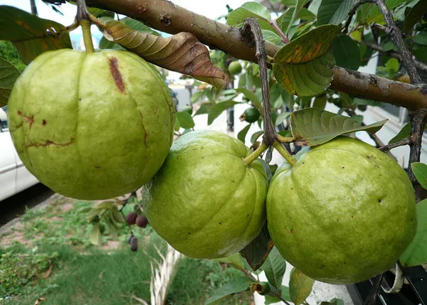 Thai-10_Guava_Hybrid_Plant_1.5-3.5_Ft
