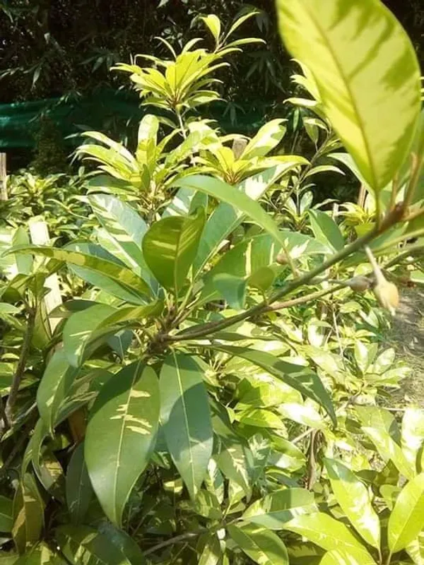 Thai_Variegated_Chikoo_Chiku_Sapota_Sweet_Pouteria_Plant_Grafted