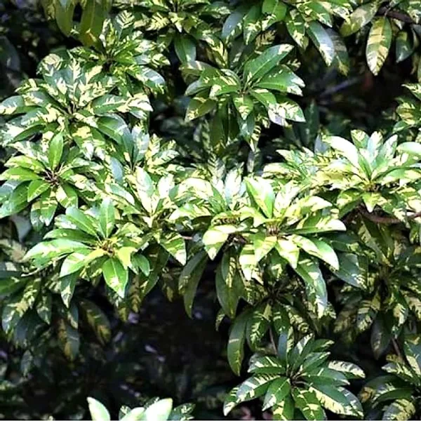 Thai_Variegated_Chikoo_Chiku_Sapota_Sweet_Pouteria_Plant_Grafted