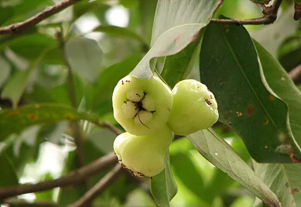 Green_Water_Apple/Java_Apple/Wax_Apple/Jamrul_Hybrid_Fruit_Live_Plant_&_Tree_(1.5-3.5_Ft_Hight)_For_Home_Gardening_Wax_Apple/Water_Apple_(Grafted)_Fruit_Plant