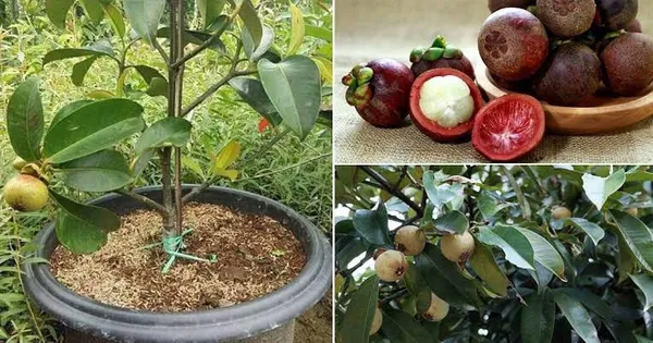 Mango_Steen_Hybrid_Plant