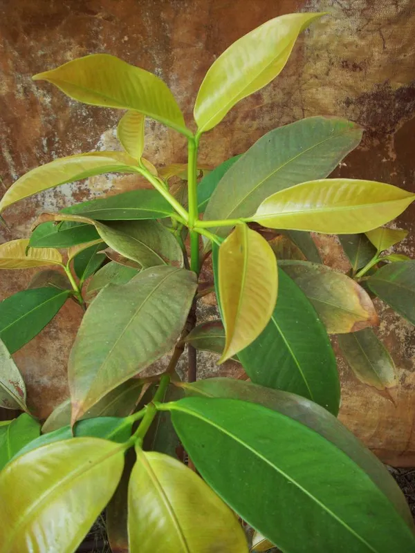 Mango_Steen_Hybrid_Plant
