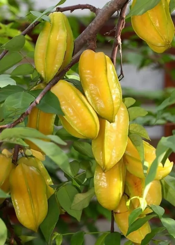 Thai_Sweet_Grafted_Star_Fruit_1.5-3.5_Ft_Live_Plant