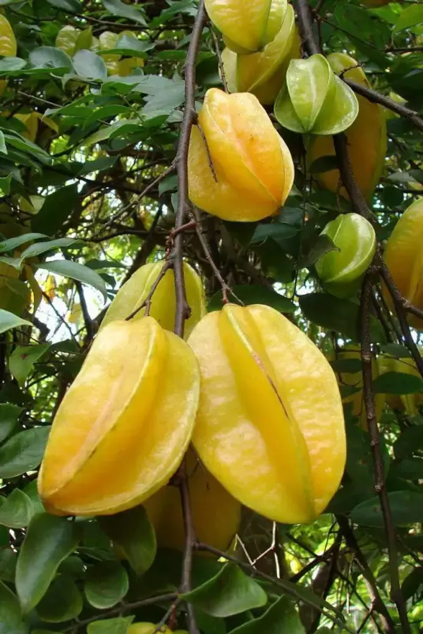 Thai_Sweet_Grafted_Star_Fruit_1.5-3.5_Ft_Live_Plant