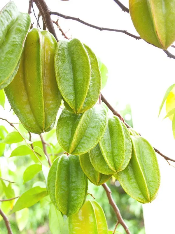 Thai_Sweet_Grafted_Star_Fruit_1.5-3.5_Ft_Live_Plant