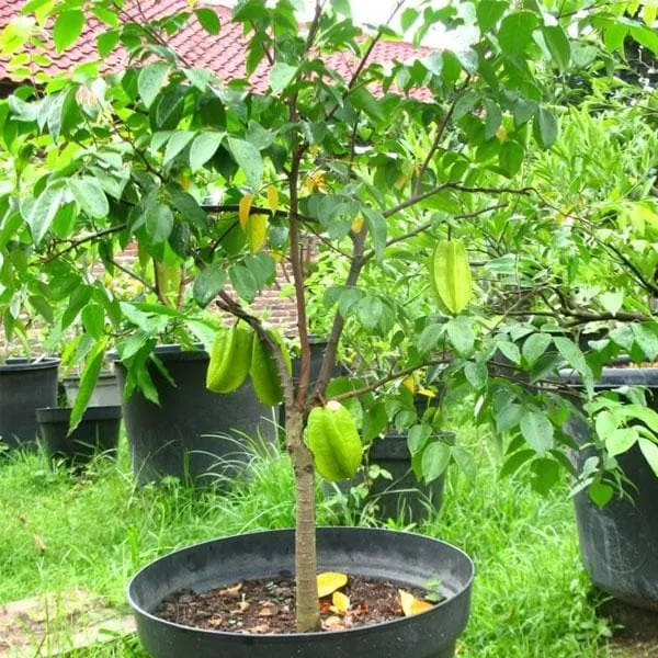 Thai_Sweet_Grafted_Star_Fruit_1.5-3.5_Ft_Live_Plant