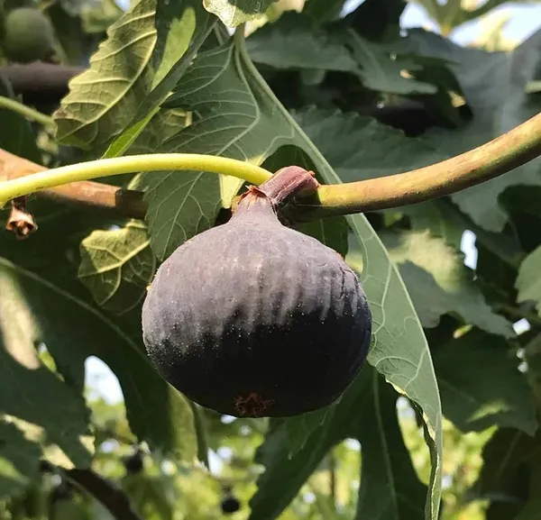 Thailand_Hybrid_Black_Fig_Fruit_Plant