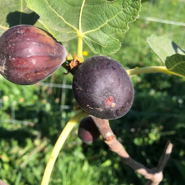 Thailand_Hybrid_Black_Fig_Fruit_Plant