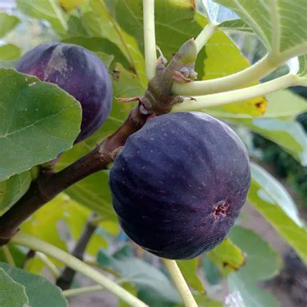 Thailand_Hybrid_Black_Fig_Fruit_Plant