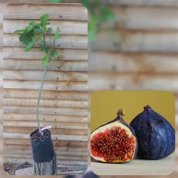 Thailand_Hybrid_Black_Fig_Fruit_Plant