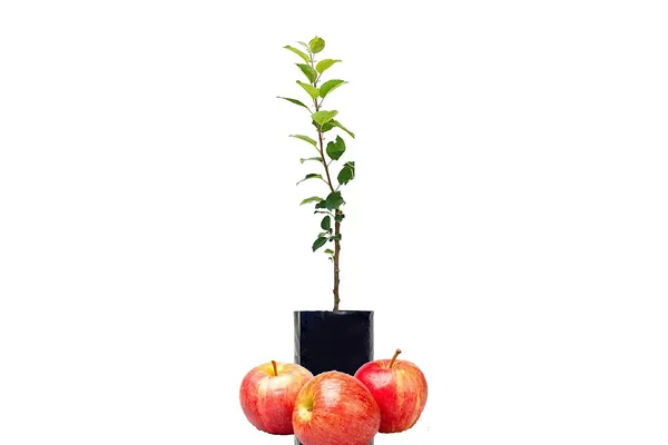 Hot_Climate_Apple_Plant_HRMN-99__(Grafted_)_Healthy_Live_Plant_For__Home_and__Garden