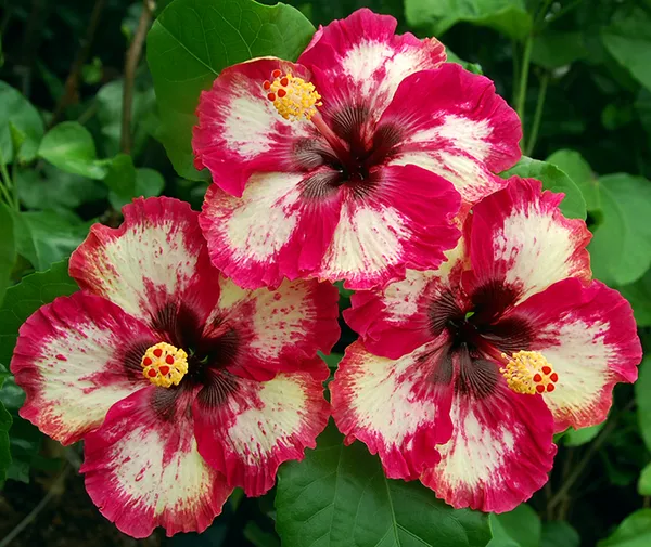Beautiful_American_Grafted_Hibiscus_Flowering_Plant