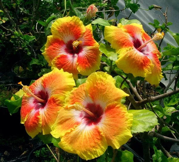 Hidden_Valley_Multicolor_Hibiscus_Live_Flowering_Plant_&_Tree_(1.5-3.5_Ft_Hight)_For_Sweet_Home_Gardening_(Hybrid,_Pack_Of_1)