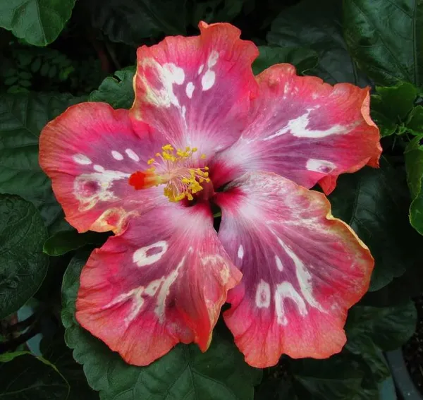 American_Hibiscus_Grafted_Flowering_Live_Plant