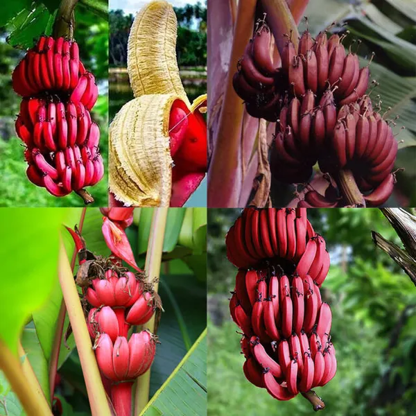Red_Banana_Tissu_Cultures_,_Hybrid_Live_Fruit_Plant