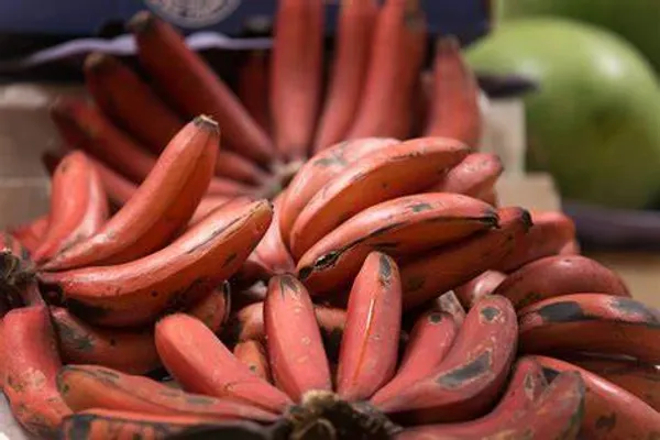 Red_Banana_Tissu_Cultures_,_Hybrid_Live_Fruit_Plant