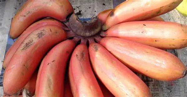 Red_Banana_Tissu_Cultures_,_Hybrid_Live_Fruit_Plant
