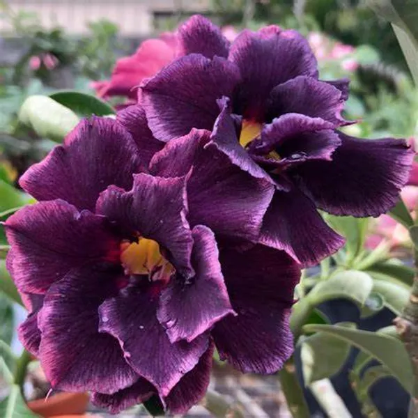 Adenium_Violet_Flower_Grafted_Plant