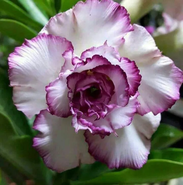 Beautiful_Adenium_Flowering_Plant