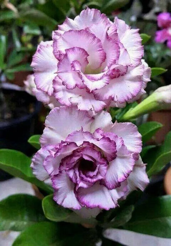 Beautiful_Adenium_Flowering_Plant