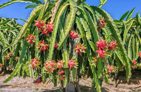 Red_Dragon_Hybrid_Fruit_Plant