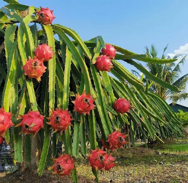 Red_Dragon_Hybrid_Fruit_Plant