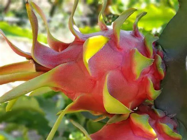 Red_Dragon_Hybrid_Fruit_Plant
