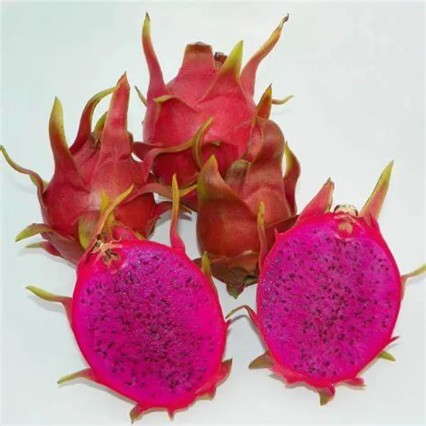 Red_Dragon_Hybrid_Fruit_Plant