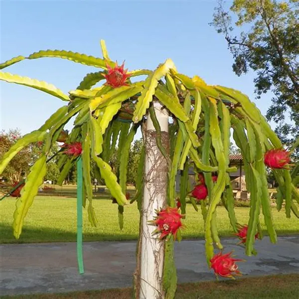 Red_Dragon_Hybrid_Fruit_Plant