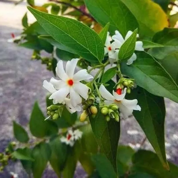 Night-flowering_jasmine_Plant/Harsingar/Parijat/Shiuli__flower_plant