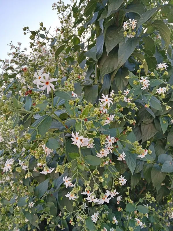 Night-flowering_jasmine_Plant/Harsingar/Parijat/Shiuli__flower_plant