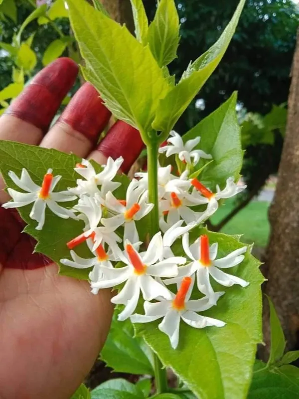 Night-flowering_jasmine_Plant/Harsingar/Parijat/Shiuli__flower_plant