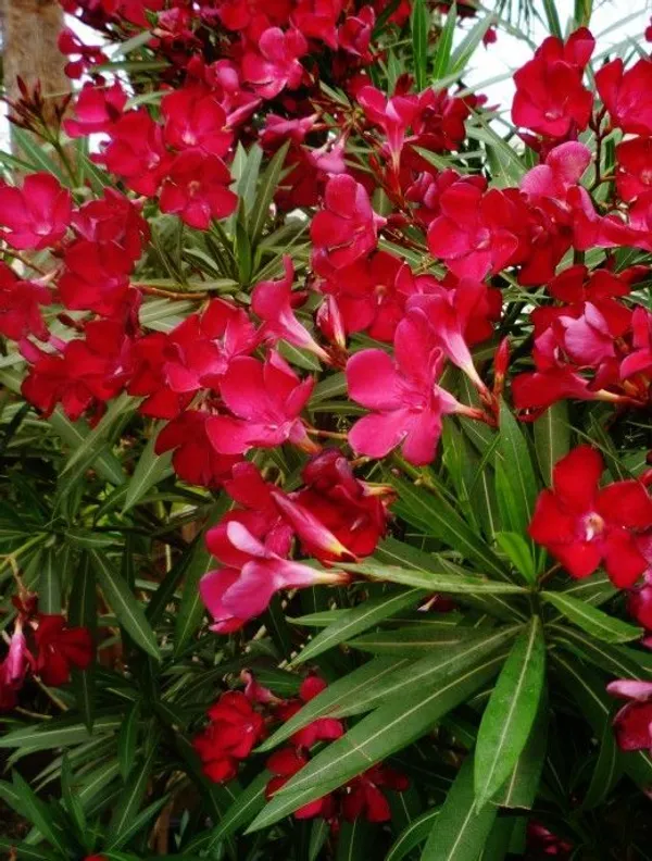 Oleander_Flower_Plant