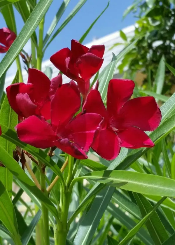 Oleander_Flower_Plant