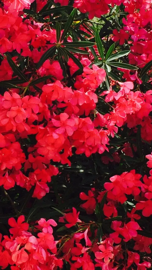 Oleander_Flower_Plant