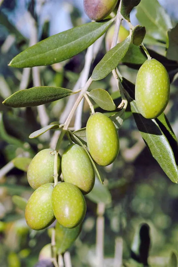 Olive_Hybrid/_Healthy_Live_Fruit_Plant