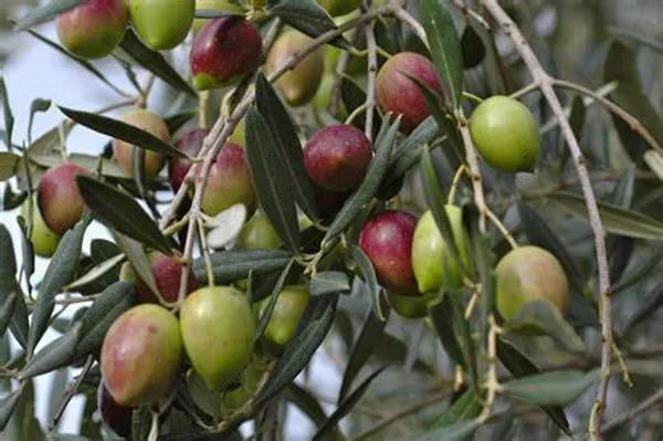 Olive_Hybrid/_Healthy_Live_Fruit_Plant
