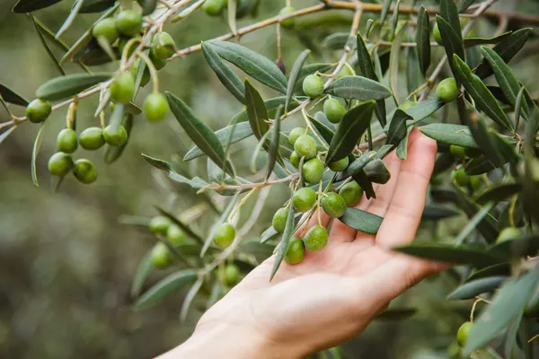 Olive_Hybrid/_Healthy_Live_Fruit_Plant