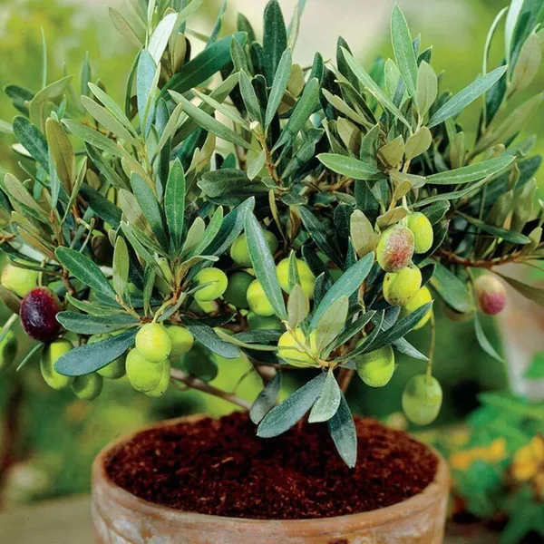 Olive_Hybrid/_Healthy_Live_Fruit_Plant
