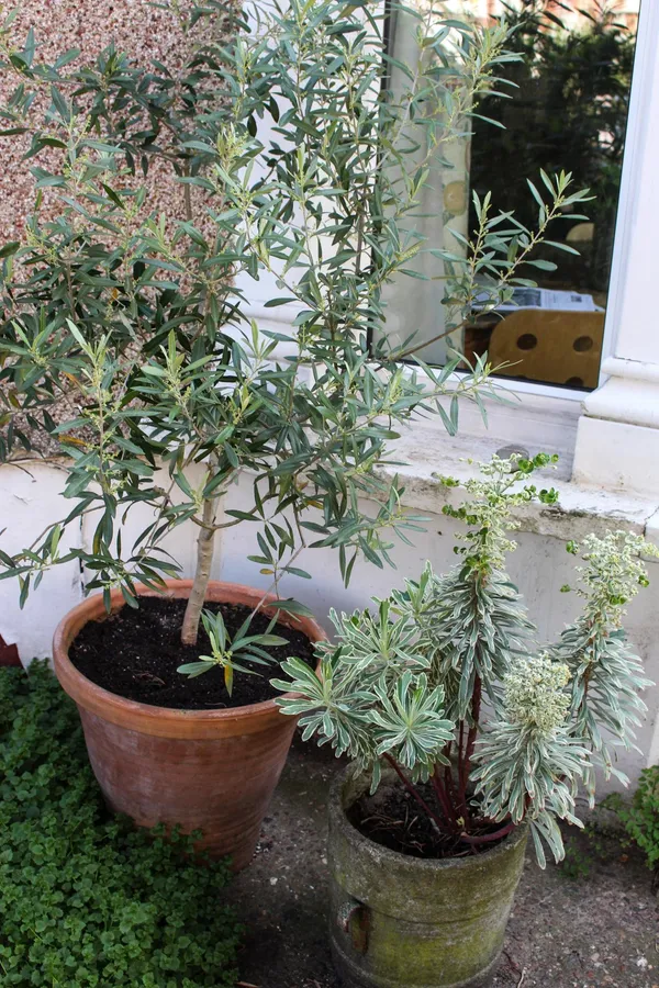 Olive_Hybrid/_Healthy_Live_Fruit_Plant