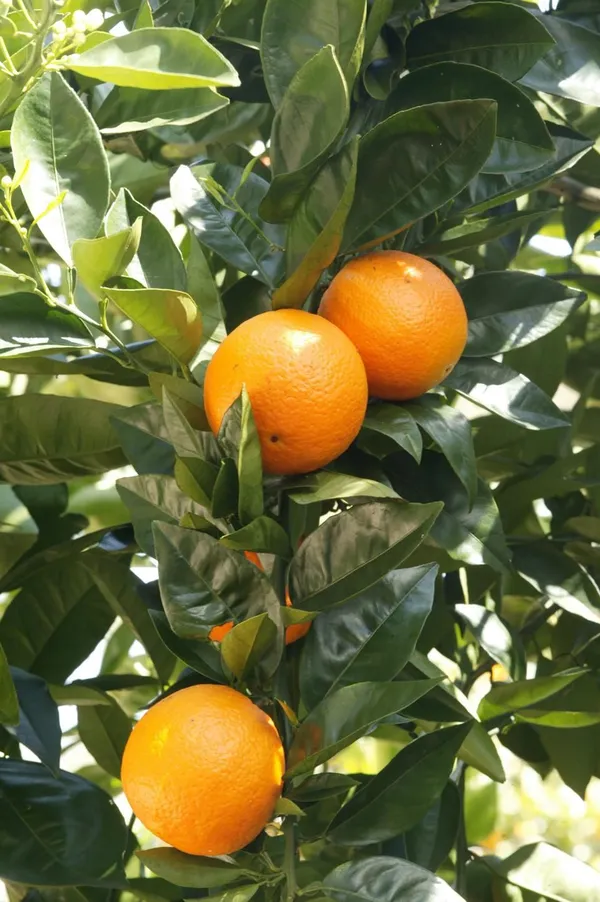 Orange/Mandarin_Live_Fruit_Plant_&_Tree_(1.5-3.5_Ft_Hight)_For_Home_Garden_Well_Watered_Citrus/Orange_Healthy_Fruit_Plant_(_Hybrid,_Pack_Of_1)