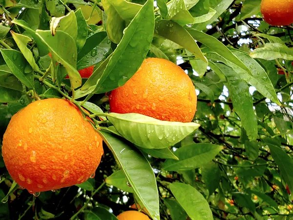Orange/Mandarin_Live_Fruit_Plant_&_Tree_(1.5-3.5_Ft_Hight)_For_Home_Garden_Well_Watered_Citrus/Orange_Healthy_Fruit_Plant_(_Hybrid,_Pack_Of_1)