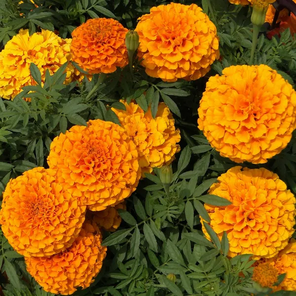 Orange_Marigold_Flowering_Live_Plant_For_Bush/Home_Gardening_Hybrid,