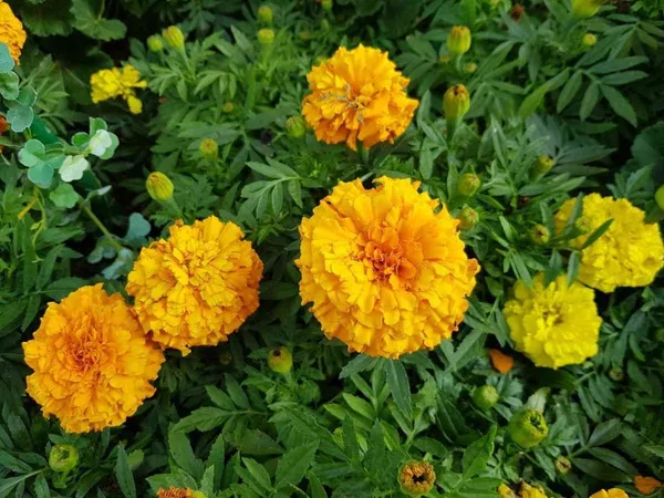 Orange_Marigold_Flowering_Live_Plant_For_Bush/Home_Gardening_Hybrid,