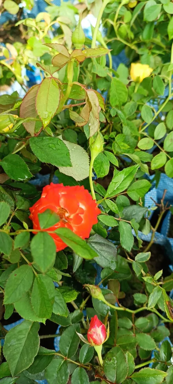 Orange_Rose_Flower_Plant